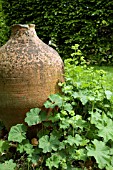 ALCHEMILLA MOLLIS AND LARGE TERRACOTTA POT