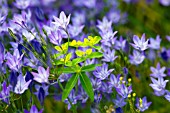 TRITELEIA LAXA WITH EUPHORBIA