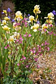 PINK AQUILEGIA AND IRIS