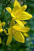 HEMEROCALLIS CORKY