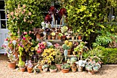 SUCCULENT COLLECTION AT EAST RUSTON OLD VICARAGE
