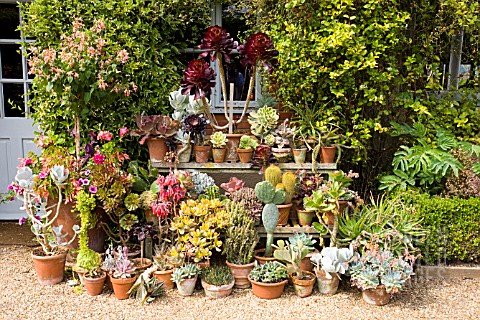 SUCCULENT_COLLECTION_AT_EAST_RUSTON_OLD_VICARAGE