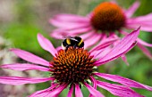 BUMBLE BEE ON ECHINACEA