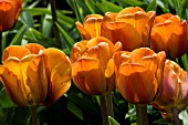 TULIPA CAIRO