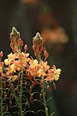 BULBINE FRUTSECENS, FLOWER