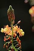 BULBINE FRUTSECENS, FLOWER