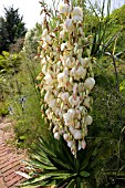 YUCCA GLORIOSA AT EAST RUSTON OLD VICARAGE