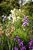 MIXED IRISES