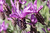 LAVANDULA STOECHAS