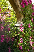 RAMBLING ROSE ON CLOISTERS ARCH