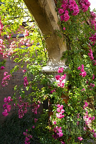 RAMBLING_ROSE_ON_CLOISTERS_ARCH