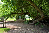 ANCIENT MULBERRY AT STOW HALL GARDENS