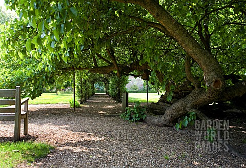 ANCIENT_MULBERRY_AT_STOW_HALL_GARDENS