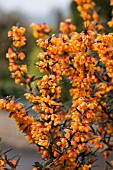 BERBERIS ORANGE KING