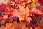 HEUCHERA PEACH FLAMBE