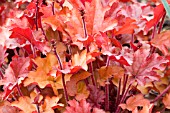 HEUCHERA PEACH FLAMBE