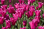 TULIPA CHINA PINK