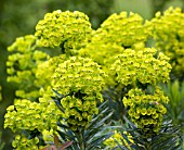 EUPHORBIA CHARACIAS SUBSP. WULFENII (AGM)