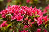 RHODODENDRON TOREADOR