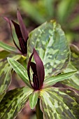 TRILLIUM SESSILE