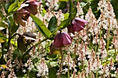 HELLEBORE WITH TIARELLA