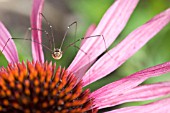 SPIDER ON ECHINACEA