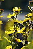 INULA