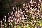 PERSICARIA AMPLEXICAULIS ROSEA