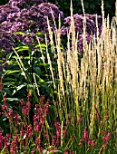 CALAMAGROSTIS AND PERSICARIA