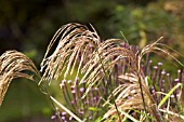 MISCANTHUS NEPALENSIS