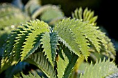 MELIANTHUS MAJOR