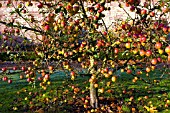 MALUS DOMESTICA ADMIRAL