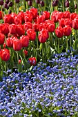 MYOSOTIS AND TULIPS