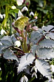 HELLEBORUS SILVER DOLLAR