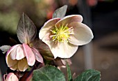 HELLEBORUS PINK FROST