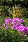 COLCHICUM ROSY DAWN