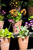 AURICULA THEATRE