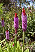 PRIMULA VIALII