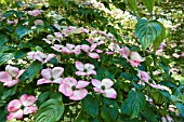 CORNUS KOUSA MARWOOD DAWN