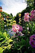 CANDELABRA PRIMULA AT A PONDSIDE