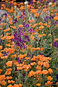 WILD GARDEN WITH GEUM PRINCESS JULIANA AND VERBASCUM PHOENICEUM VIOLETTA