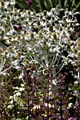 ERYNGIUM GIGANTEUM MISS WILLMOTTS GHOST