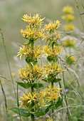 GENTIANA LUTEA