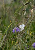 BLACK VEINED WHITE BUTTERFLY FEEDING ON SCABIOSA CAUCASICA