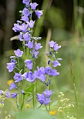 CAMPANULA ROTUNDIFOLIA