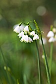 LEUCOJUM GRAVETYE GIANT