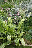 CORNISH MEMORIES GARDEN PLANTING BY TOM HOBLYN