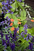 NEPETA AND GEUM COMBINATION