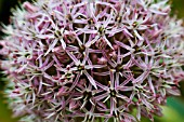 ALLIUM CRISTOPHII