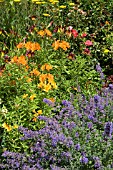 NEPETA WITH ALSTROMERIA AUREA ORANGE KING